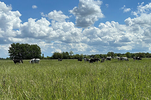 Schwarzbunte Kuhherde auf einer Weide im hohen Gras ©Fischer/JKI