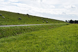 Eine typische Grünlandfläche am Deich der Modellregion Nord-West ©Lange/LWK Nds.