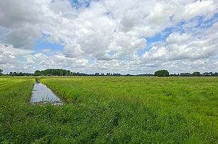 Eine typische Niedermoorfläche der Modellregion Nord-Ost ©Behrens/LLG