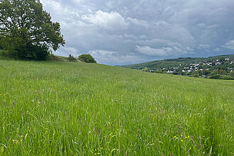 Mittelintensiv bewirtschaftetes Grünland ©Wortberg/LWKNRW